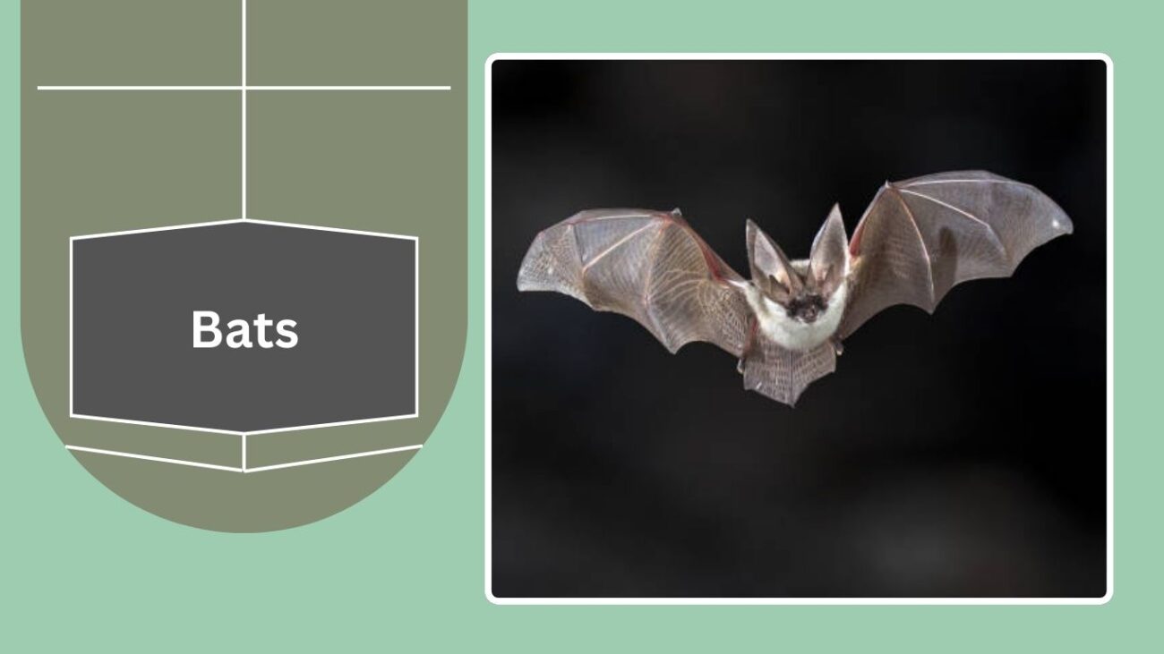 Bats