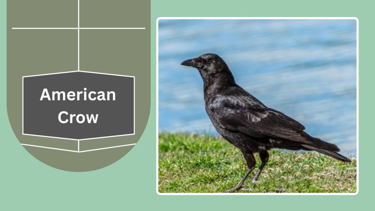 American Crow