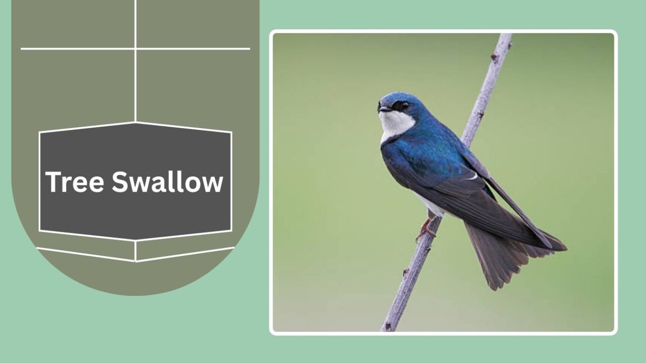Tree Swallow