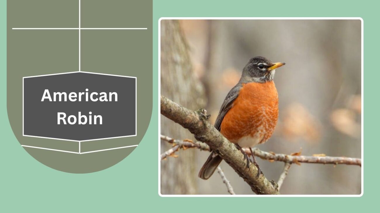 American Robin