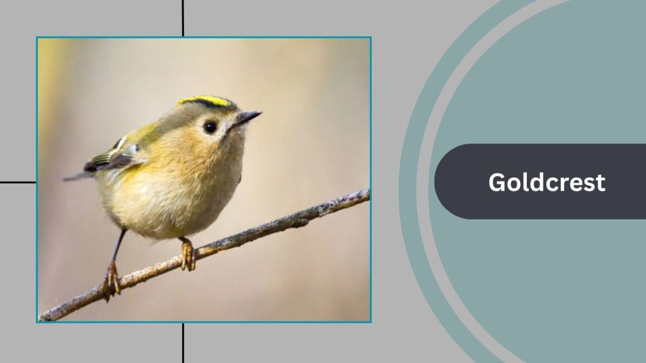 Goldcrest