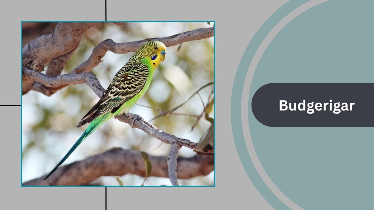 Budgerigar