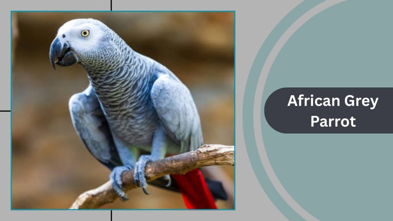 African Grey Parrot
