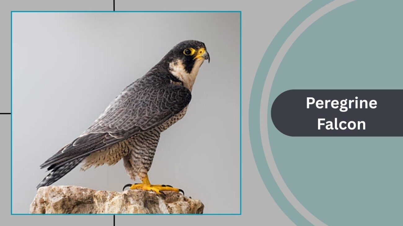 Peregrine Falcon