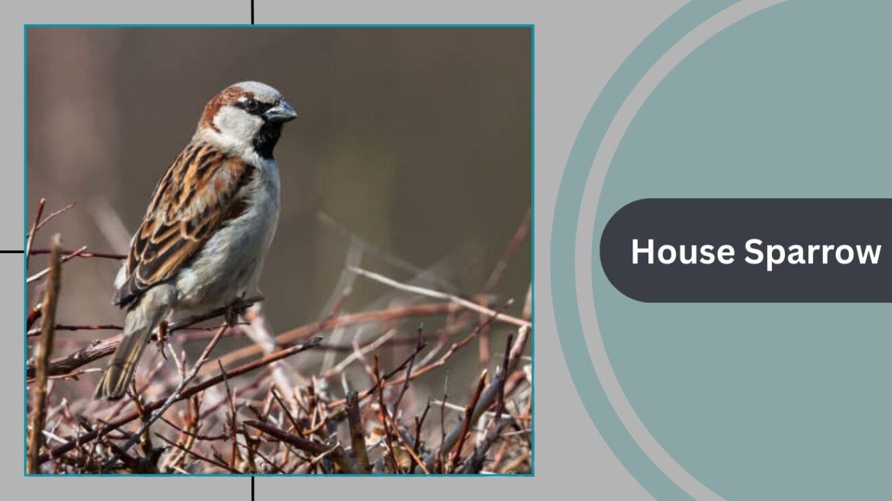 House Sparrow