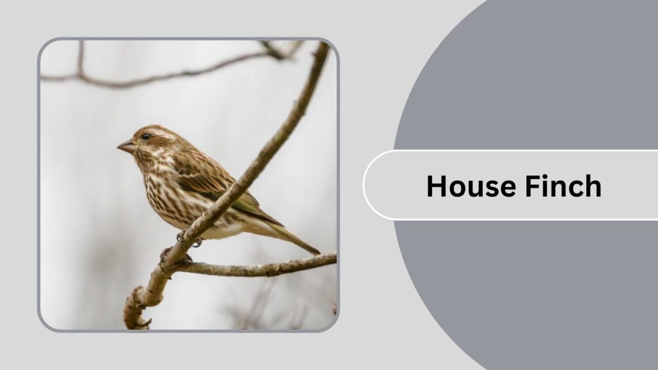 House Finch