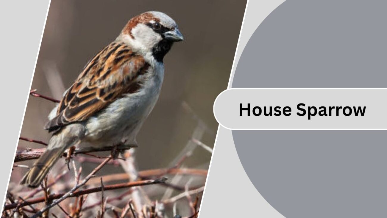 House Sparrow
