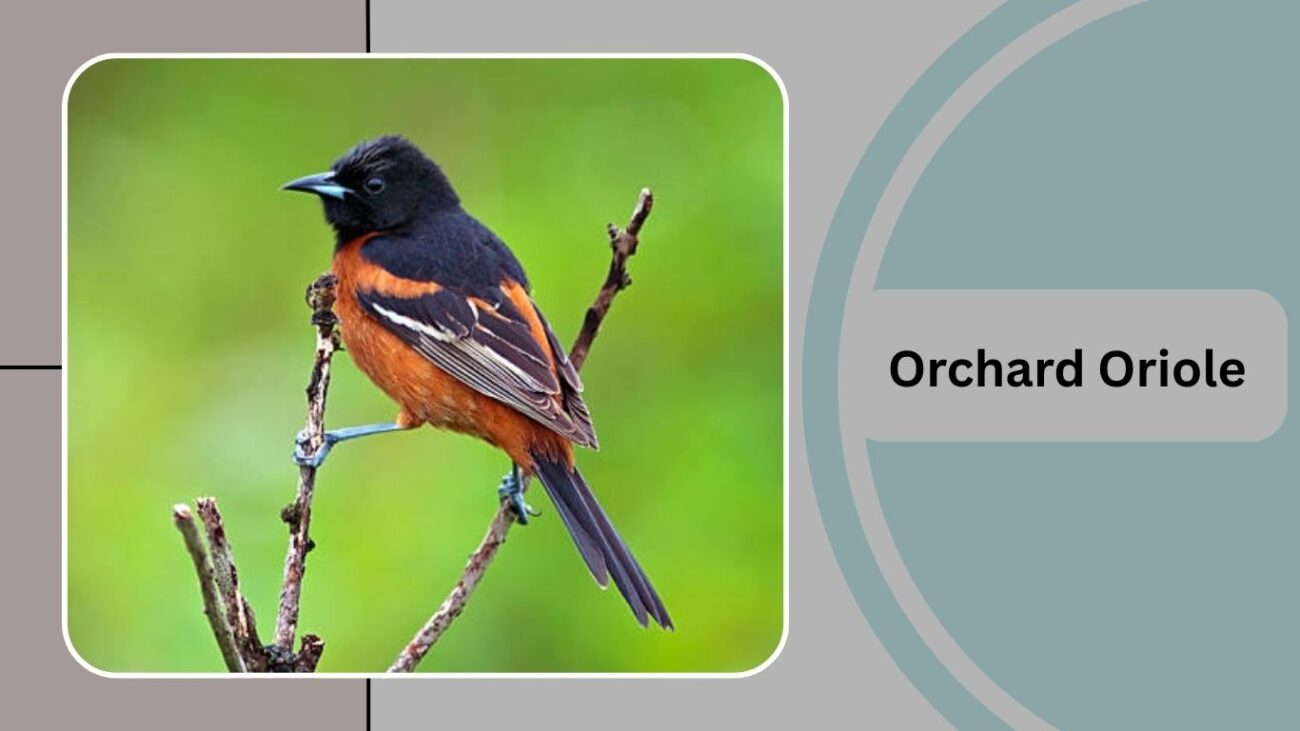 Orchard Oriole