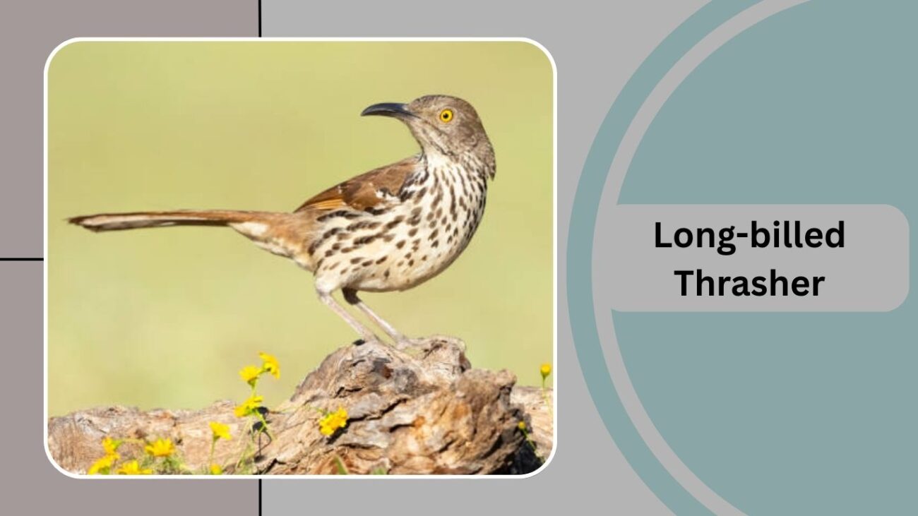 Long-billed Thrasher