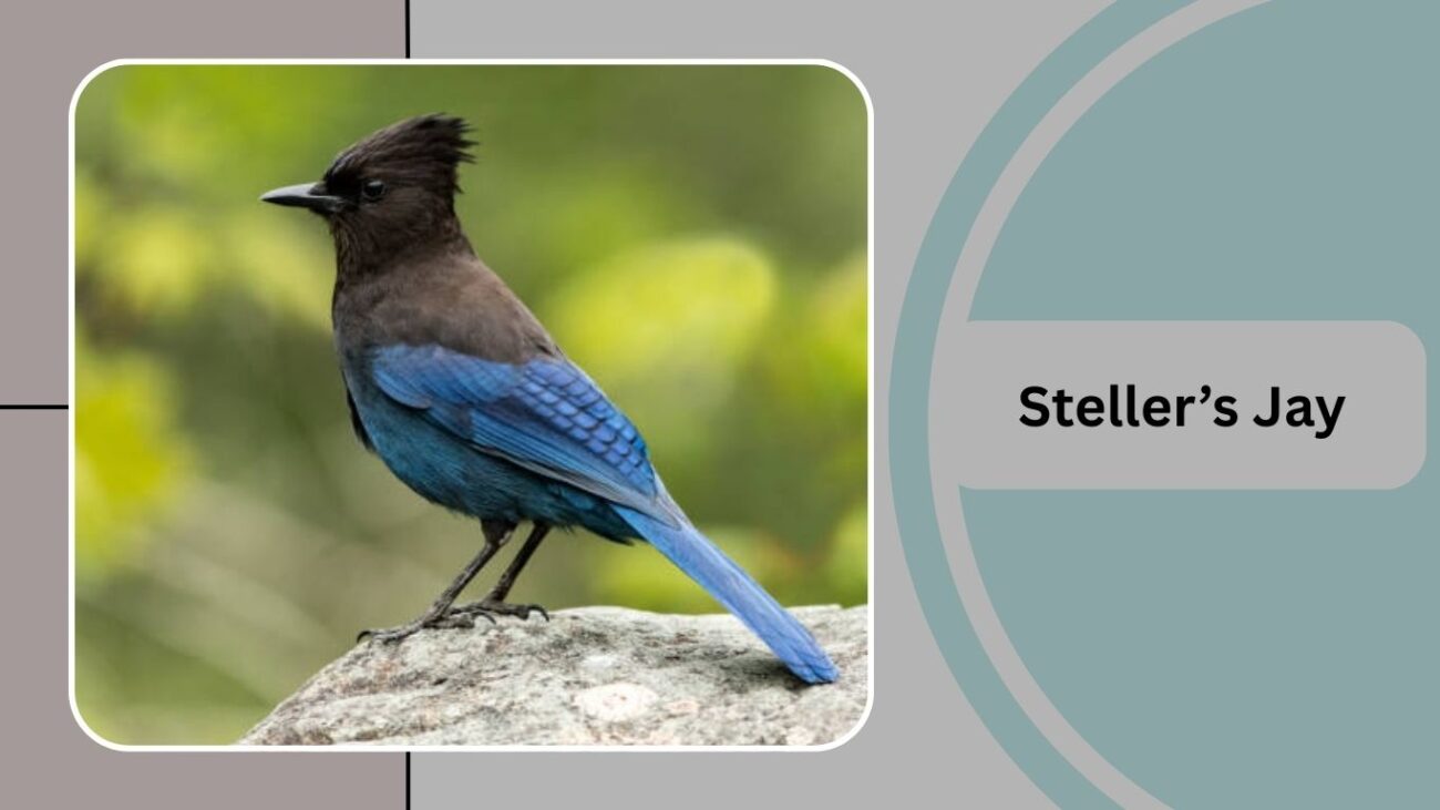 Steller’s Jay