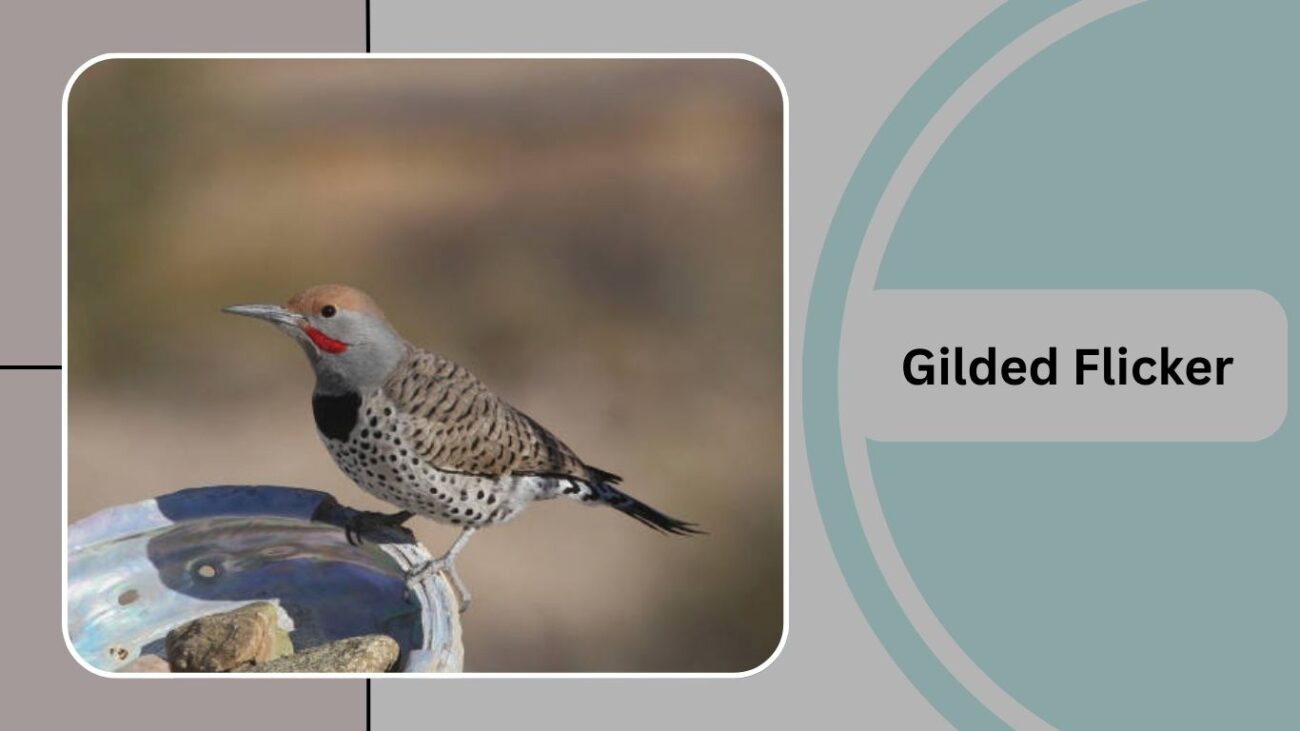 Gilded Flicker