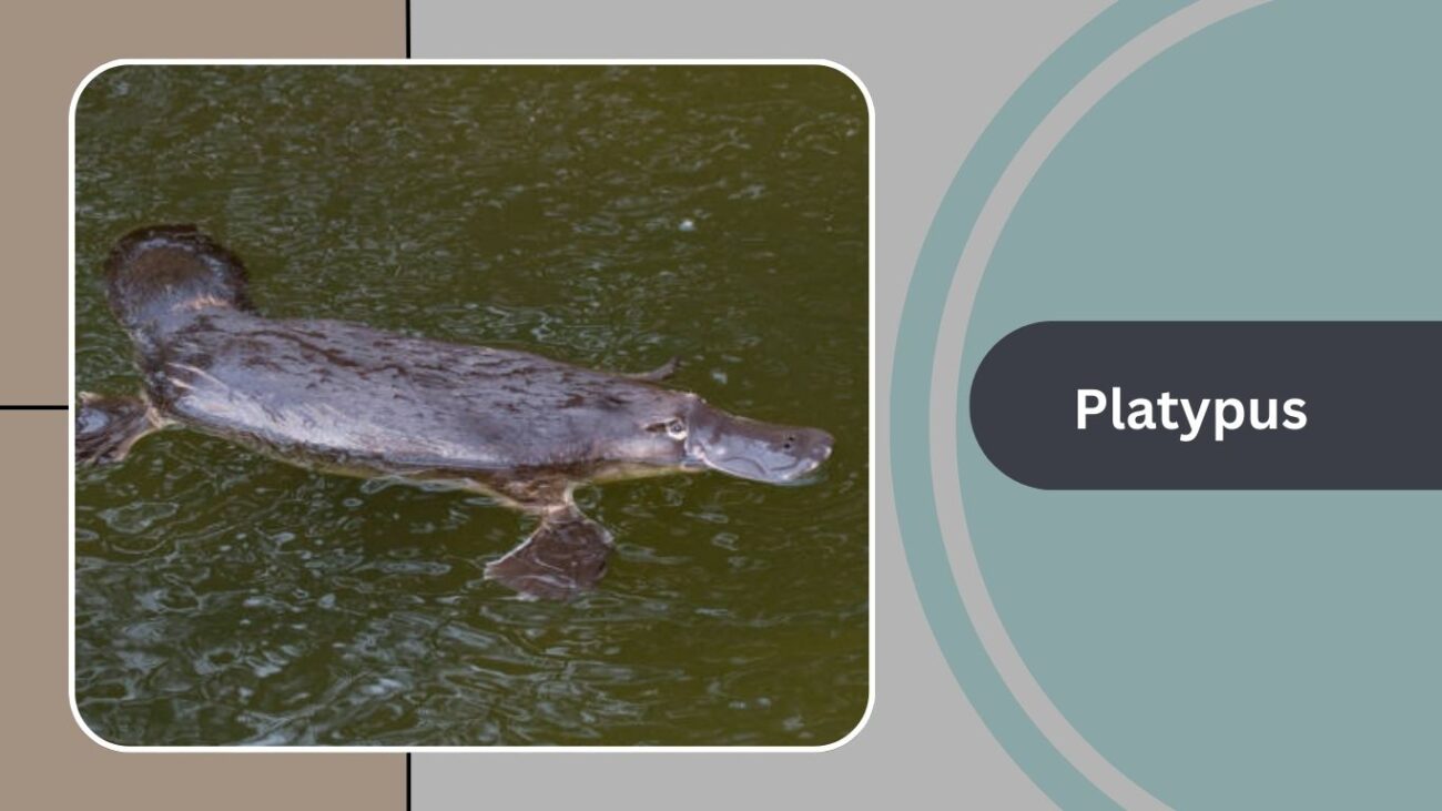 Platypus