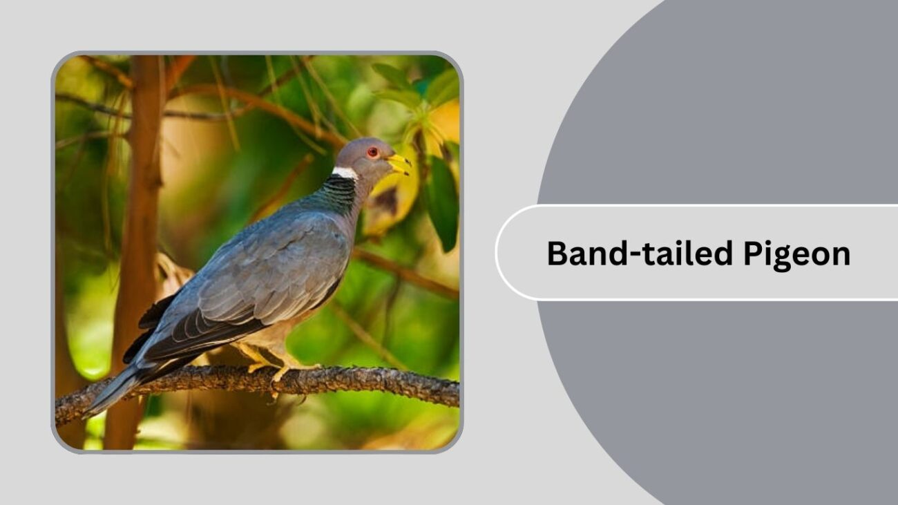 Band-tailed Pigeon