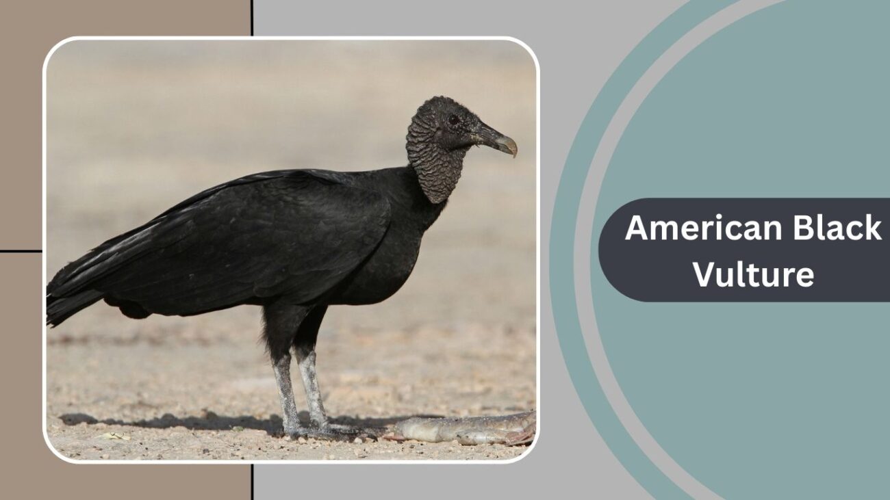 American Black Vulture