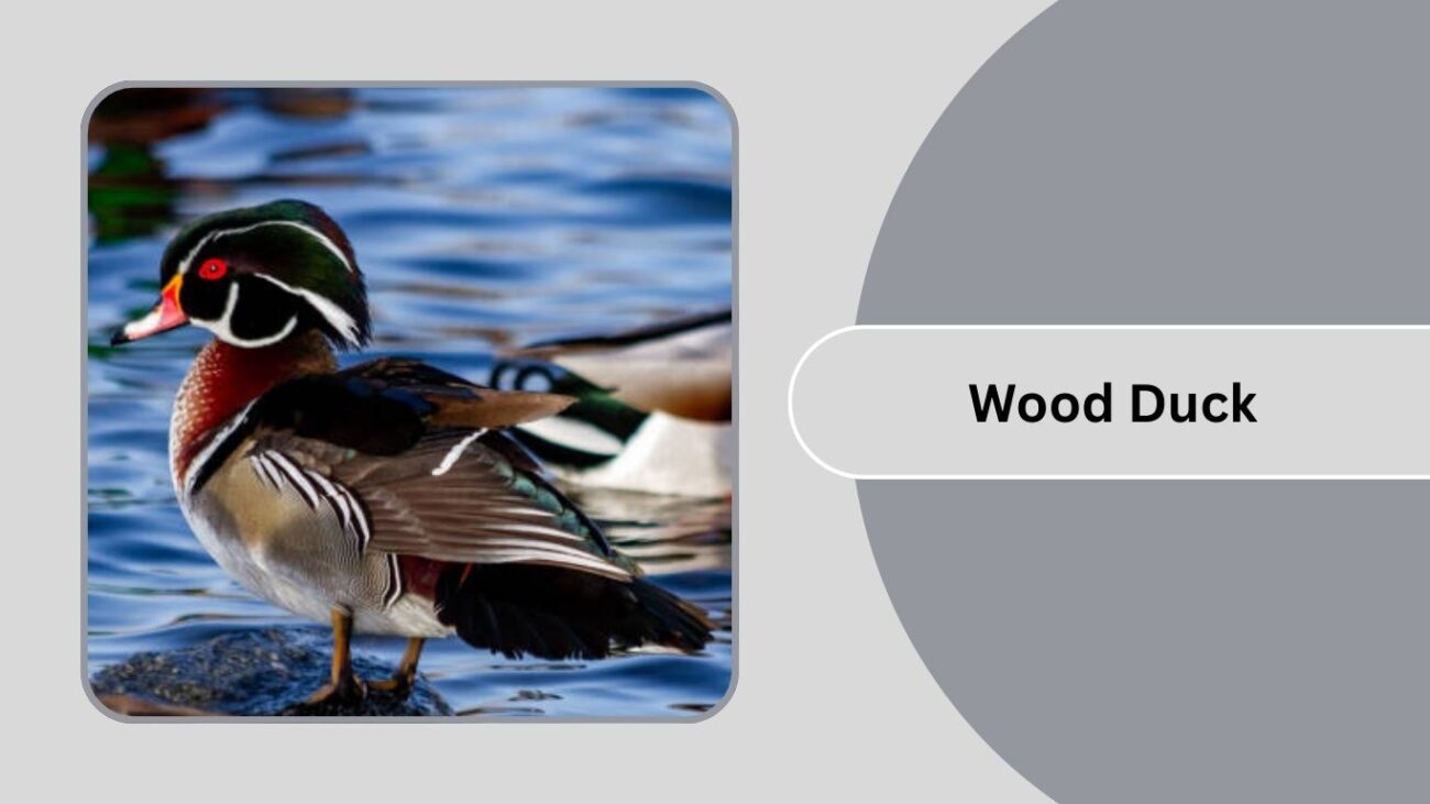 Wood Duck