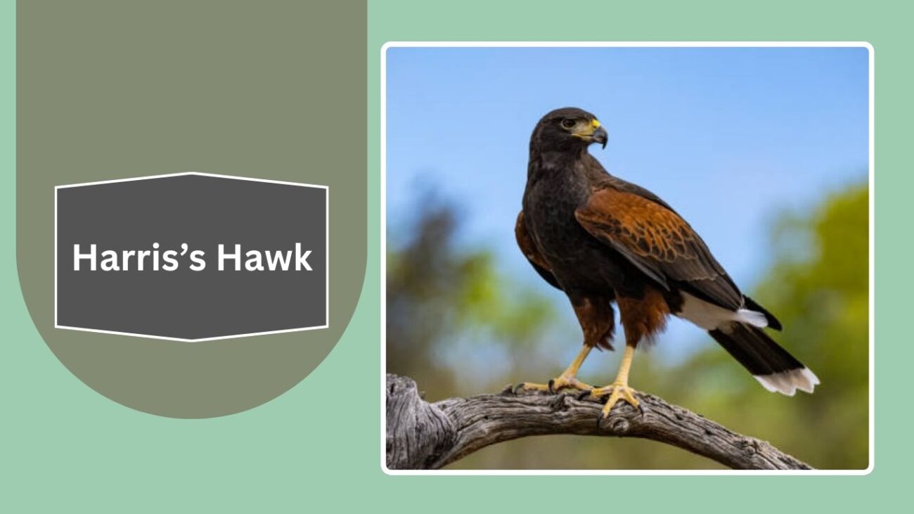  Harris’s Hawk