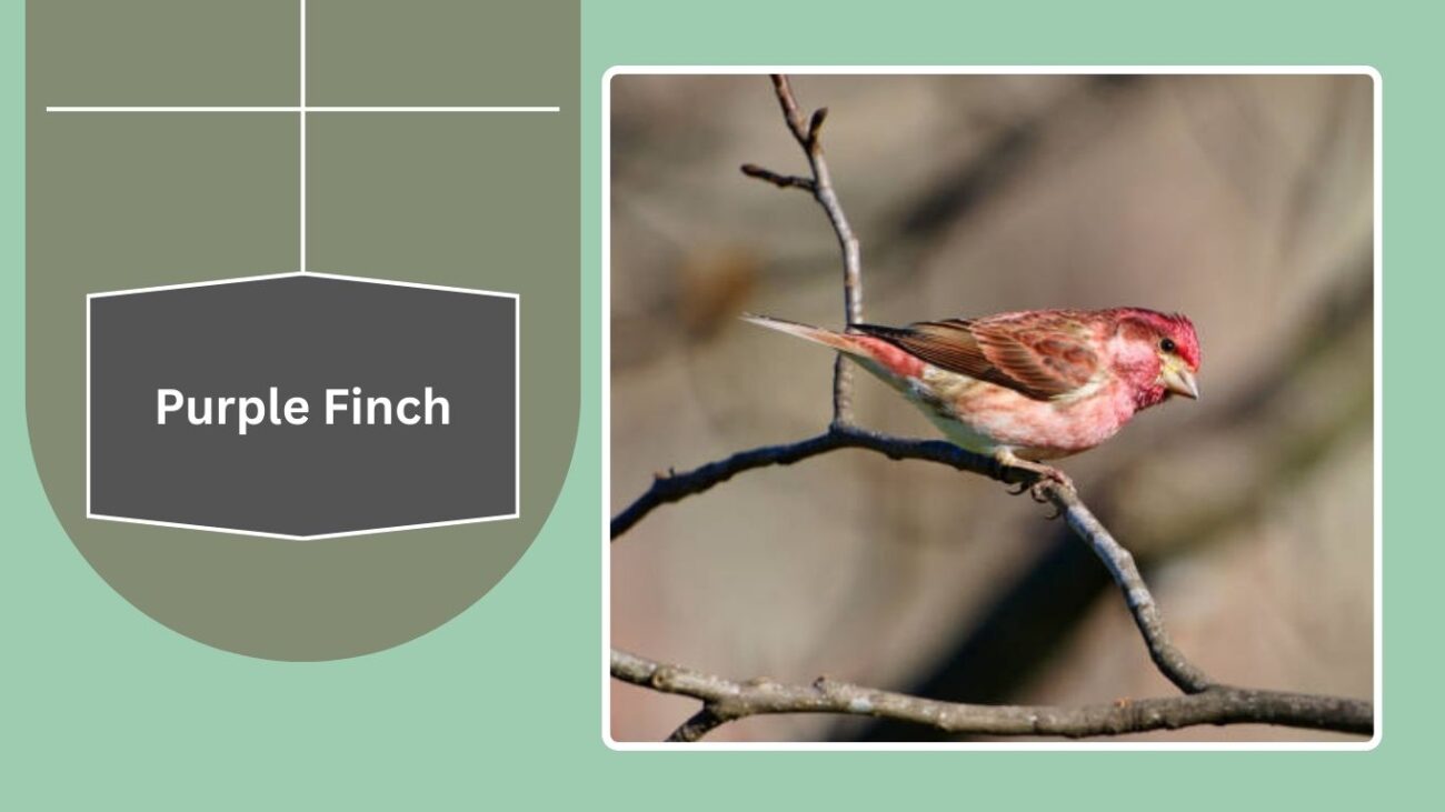 Purple Finch