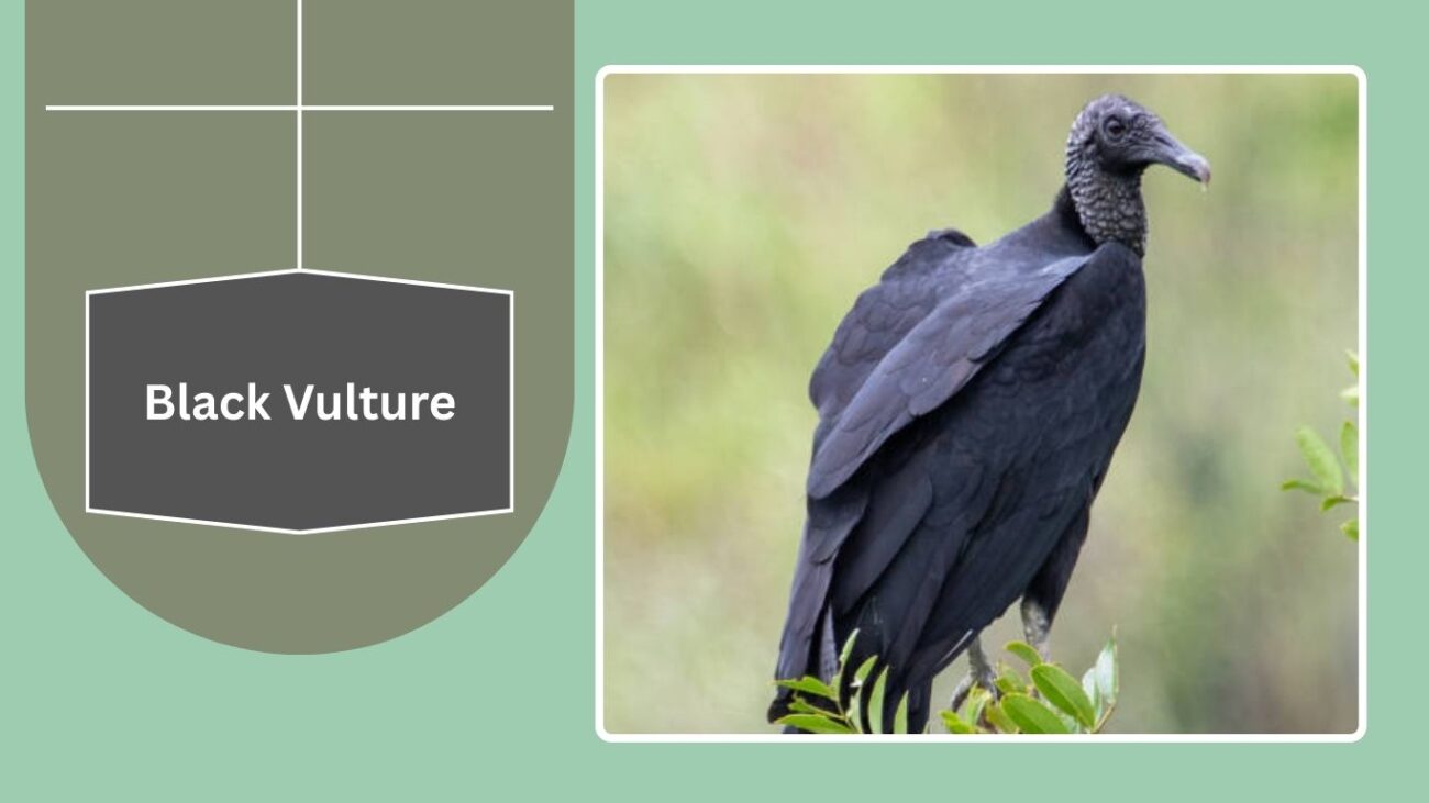 Black Vulture