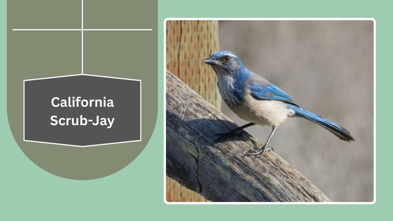 California Scrub-Jay