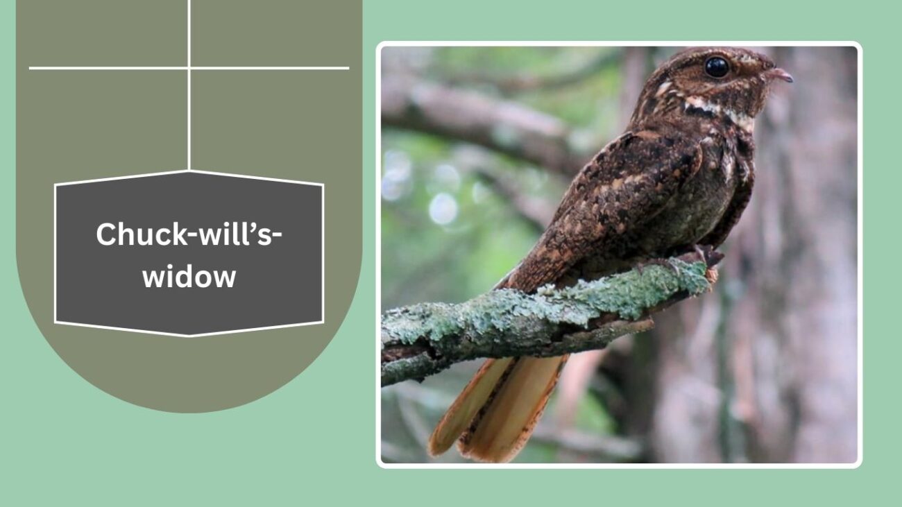 Chuck-will’s-widow