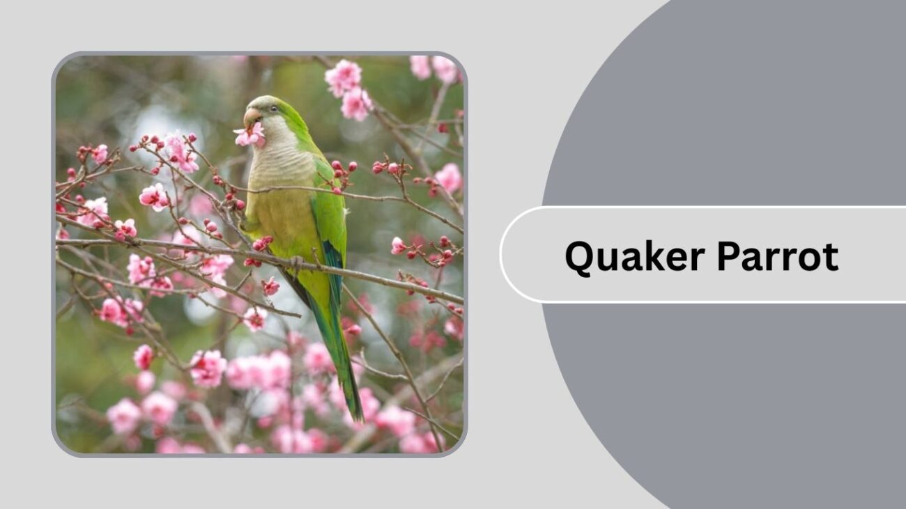 Quaker Parrot