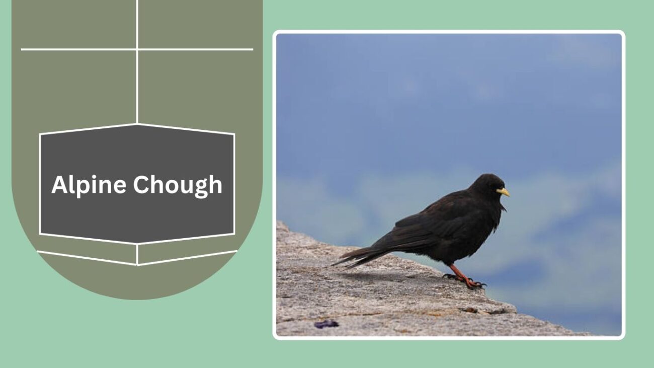 Alpine Chough