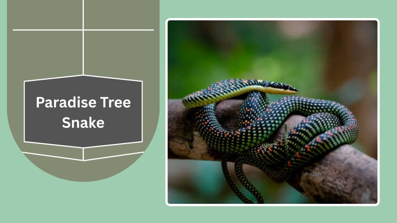 Paradise Tree Snake