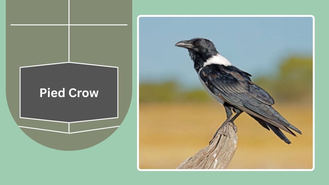 Pied Crow