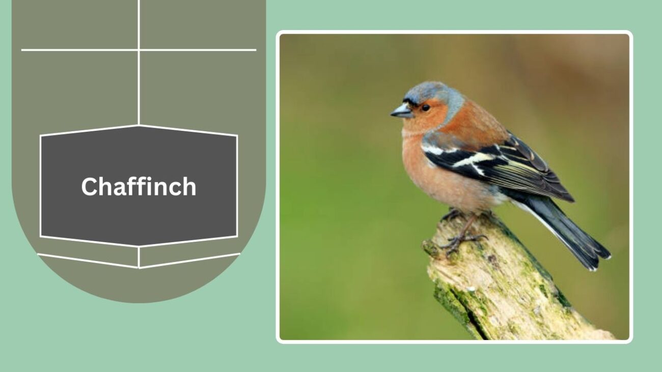 Chaffinch