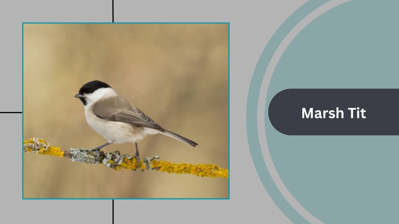 Marsh Tit