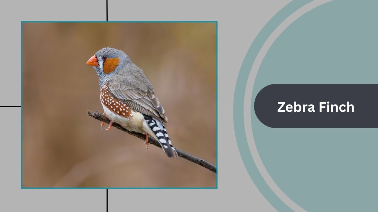 Zebra Finch