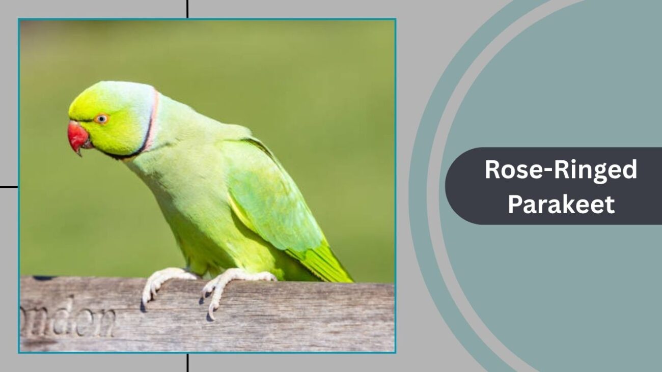  Rose-Ringed Parakeet