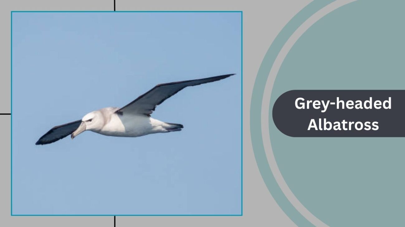 Grey-headed Albatross