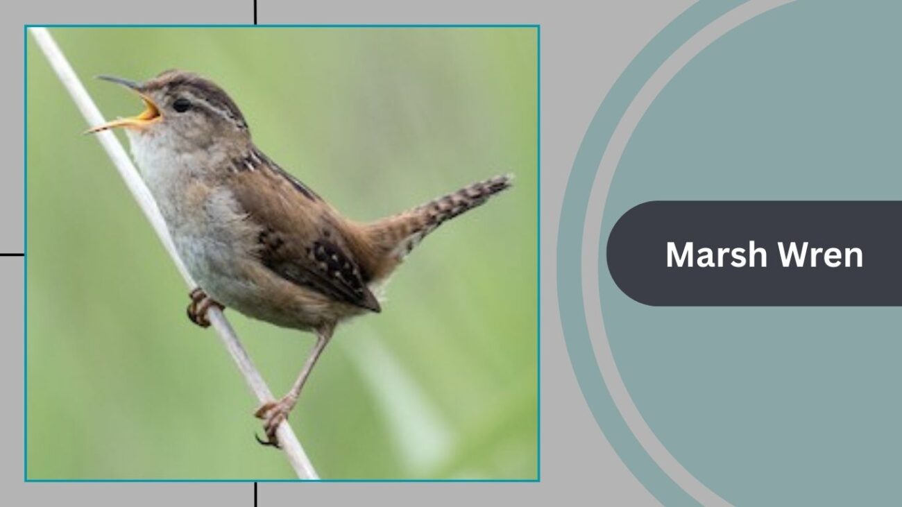 Marsh Wren