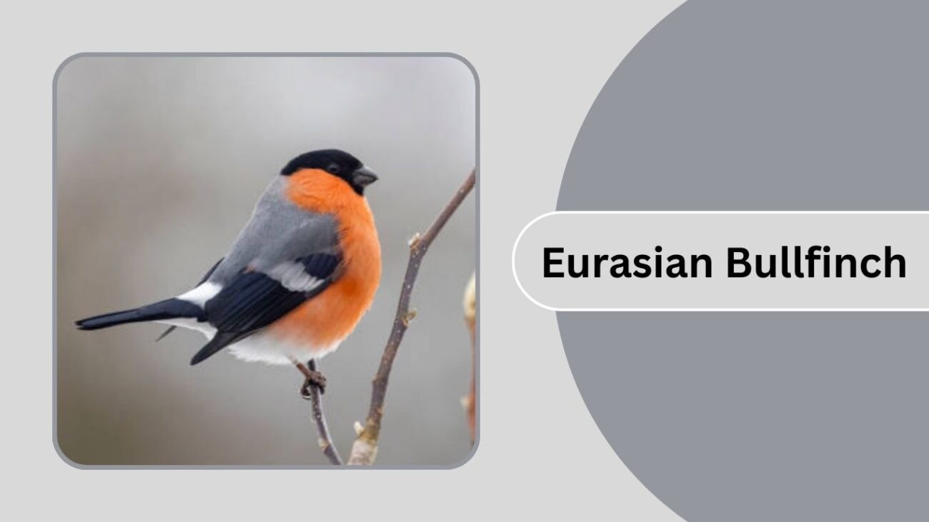 Eurasian Bullfinch