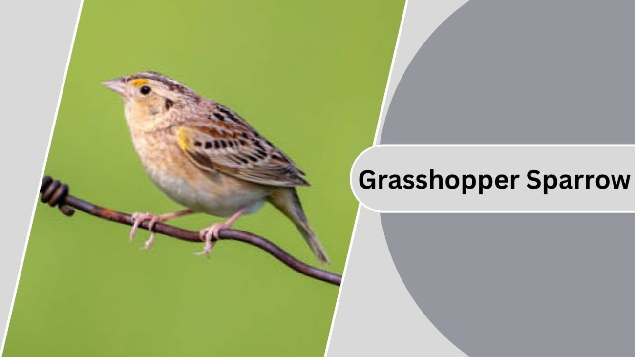 Grasshopper Sparrow