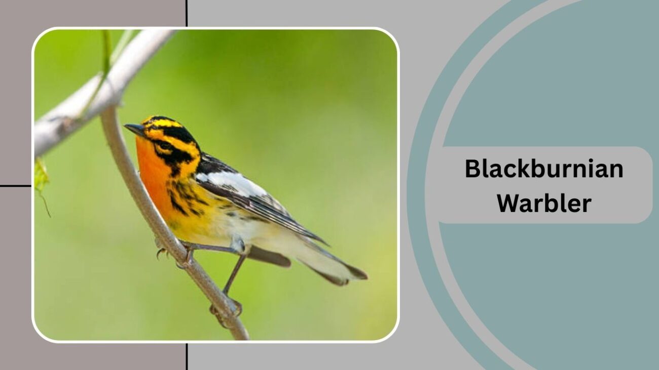 Blackburnian Warbler