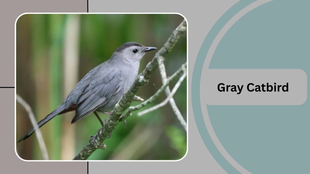 Gray Catbird