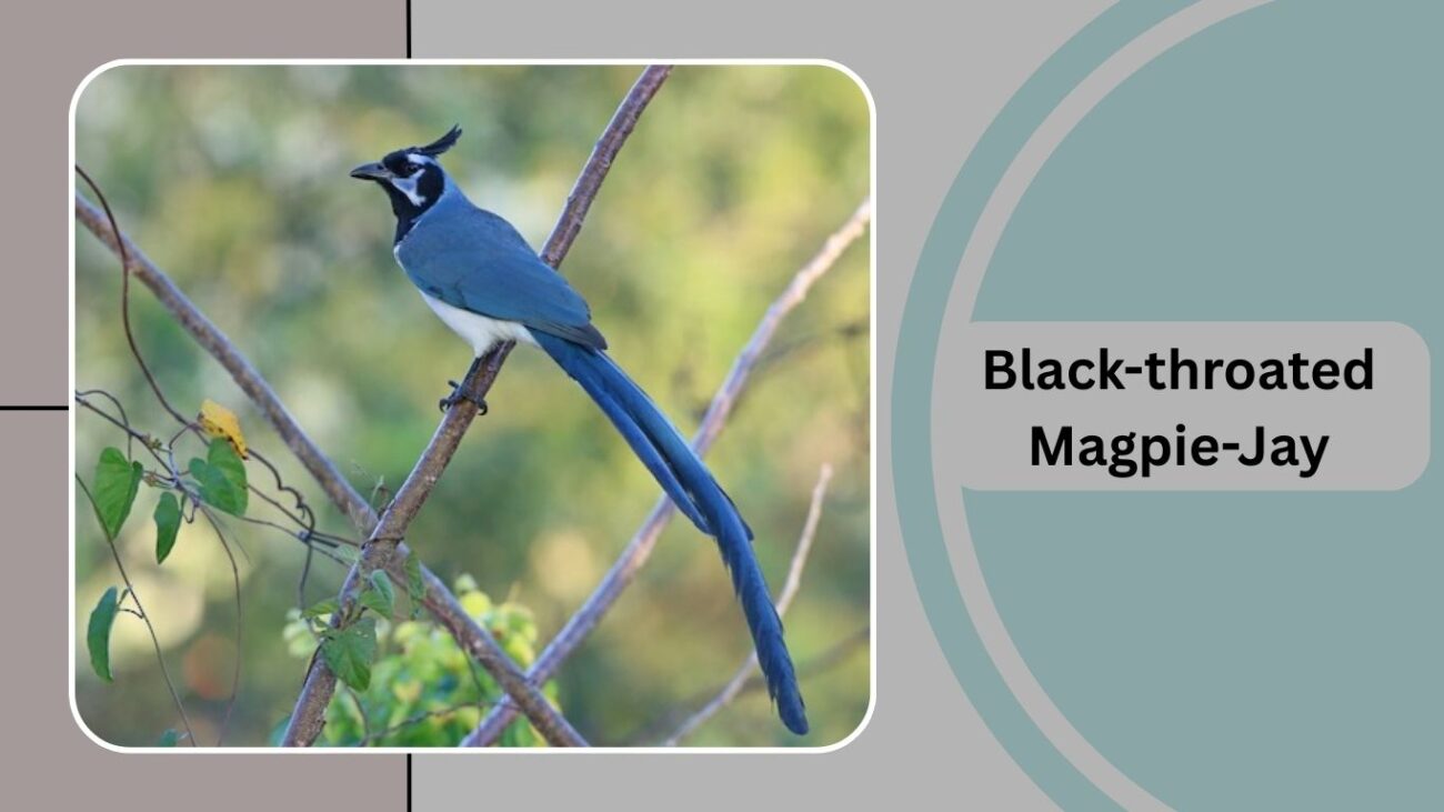 Black-throated Magpie-Jay