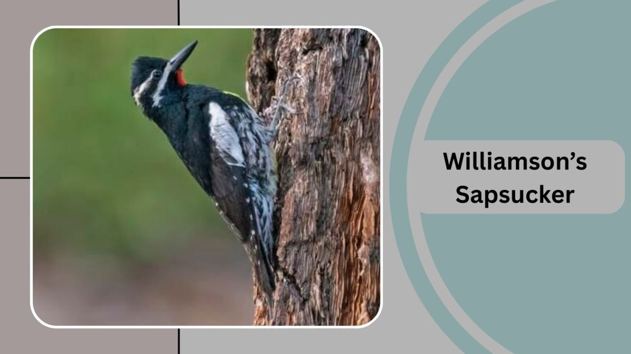 Williamson’s Sapsucker