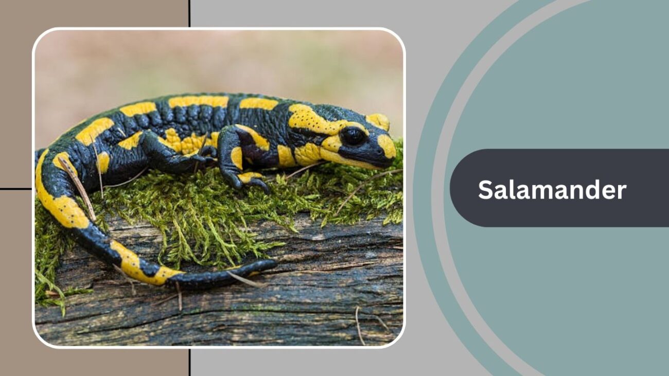 Salamander