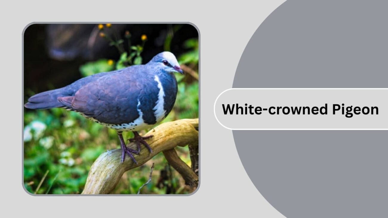 White-crowned Pigeon
