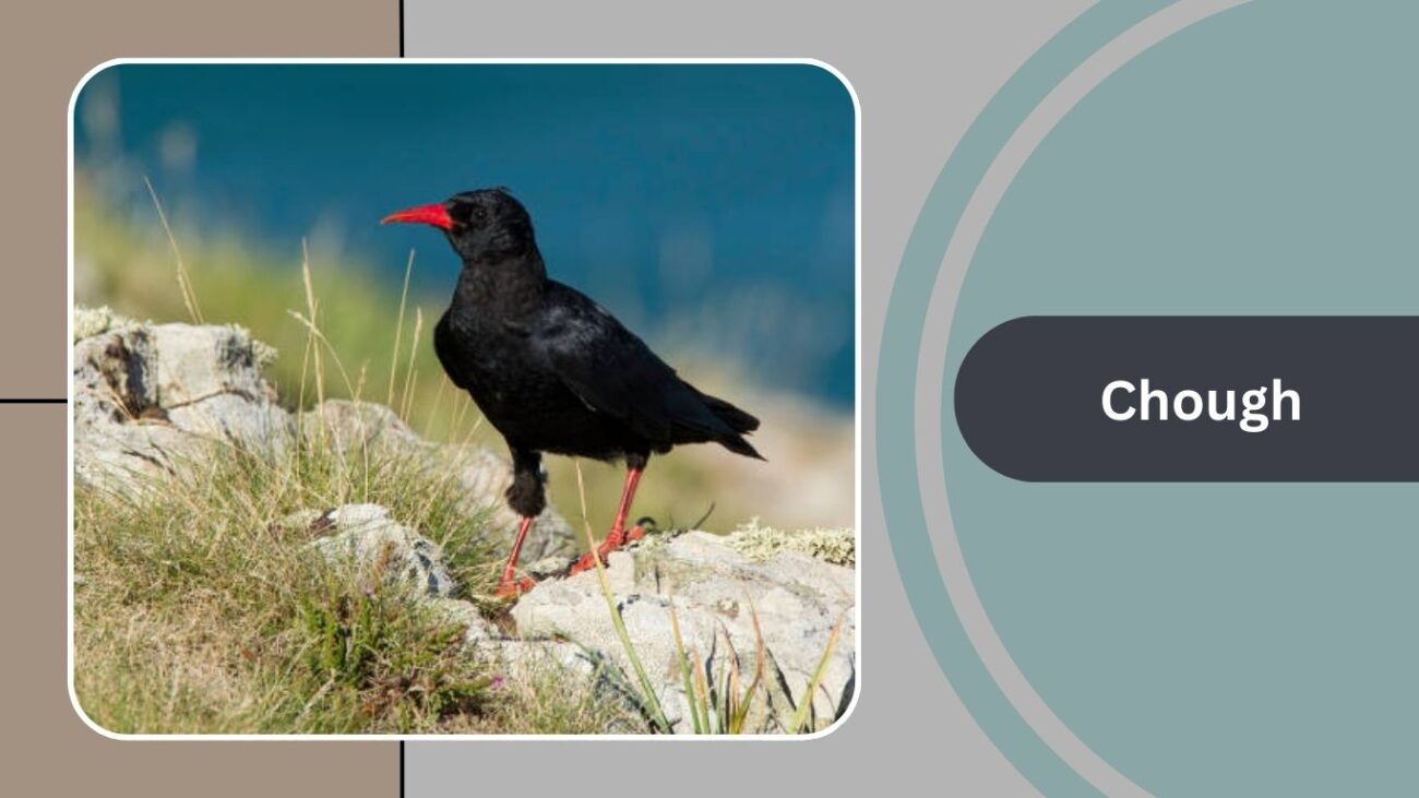 Chough