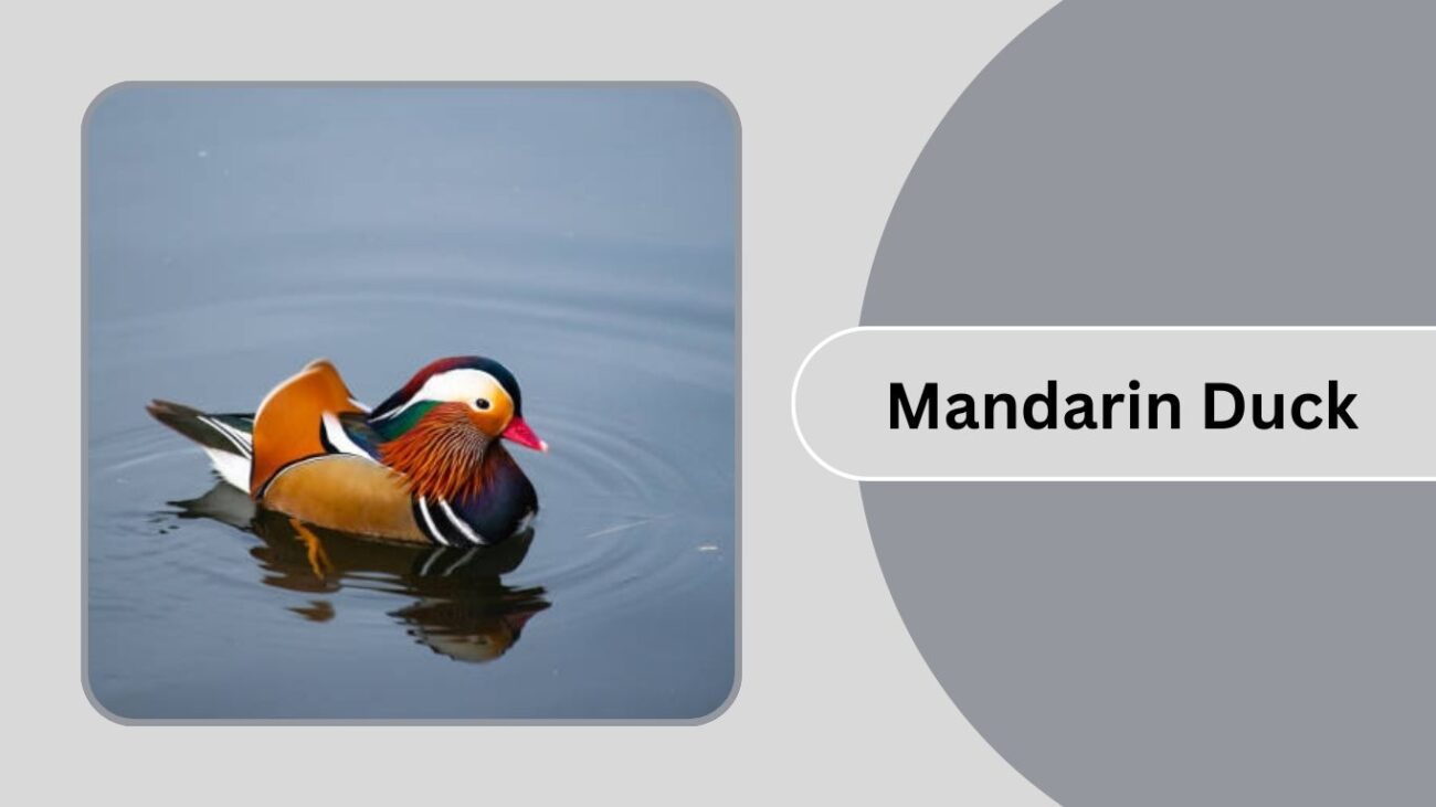 Mandarin Duck