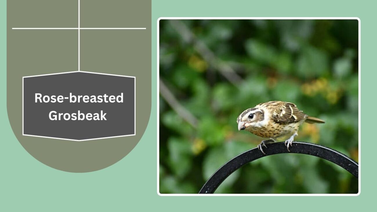 Rose-breasted Grosbeak