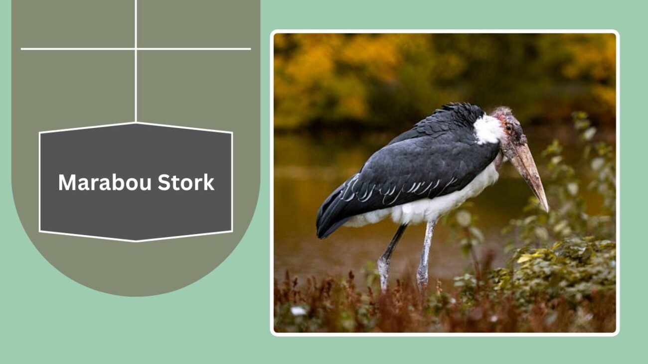 Marabou Stork