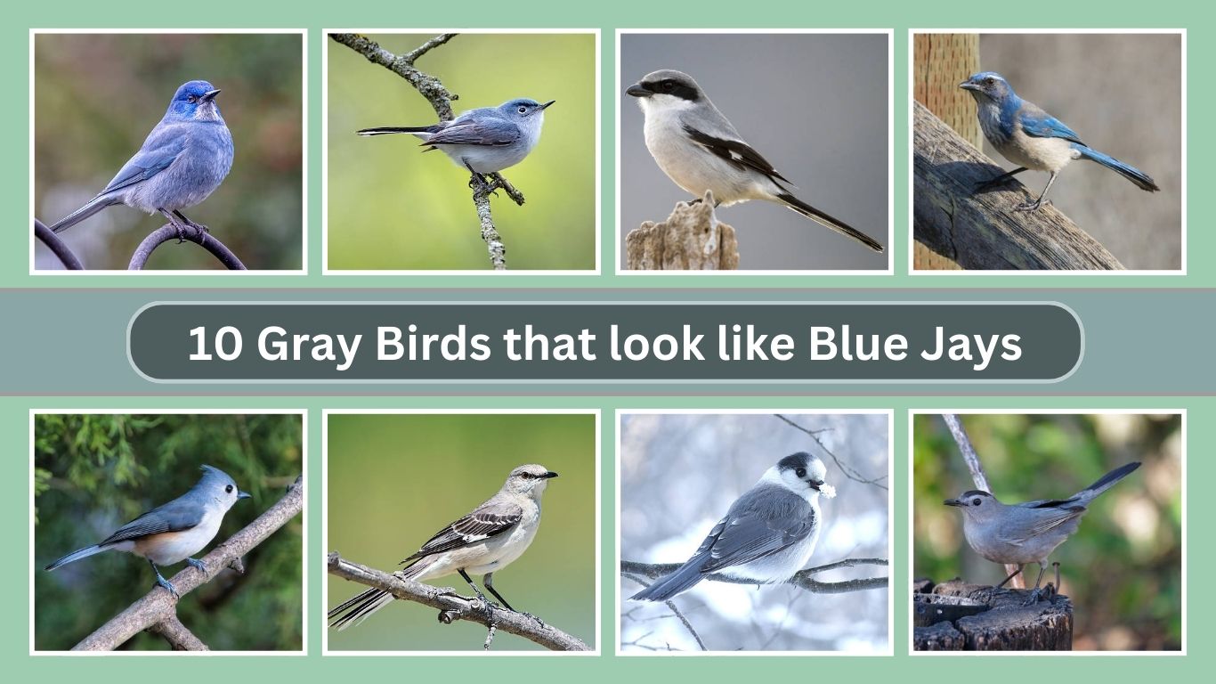 10 Gray Birds that look like Blue Jays