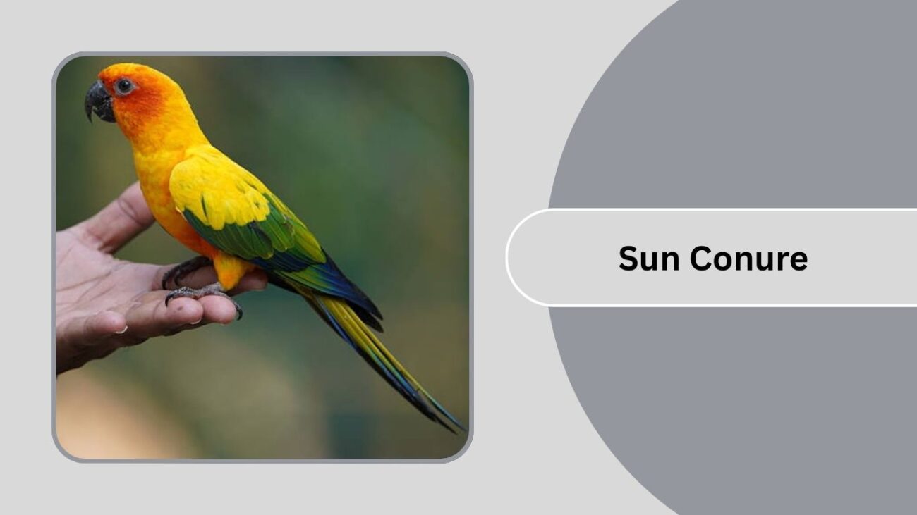 Sun Conure