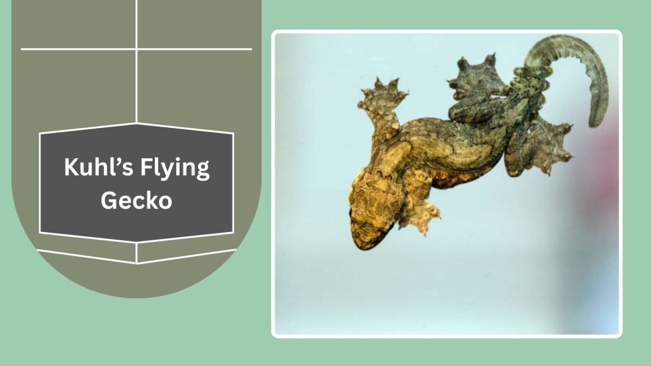 Kuhl’s Flying Gecko