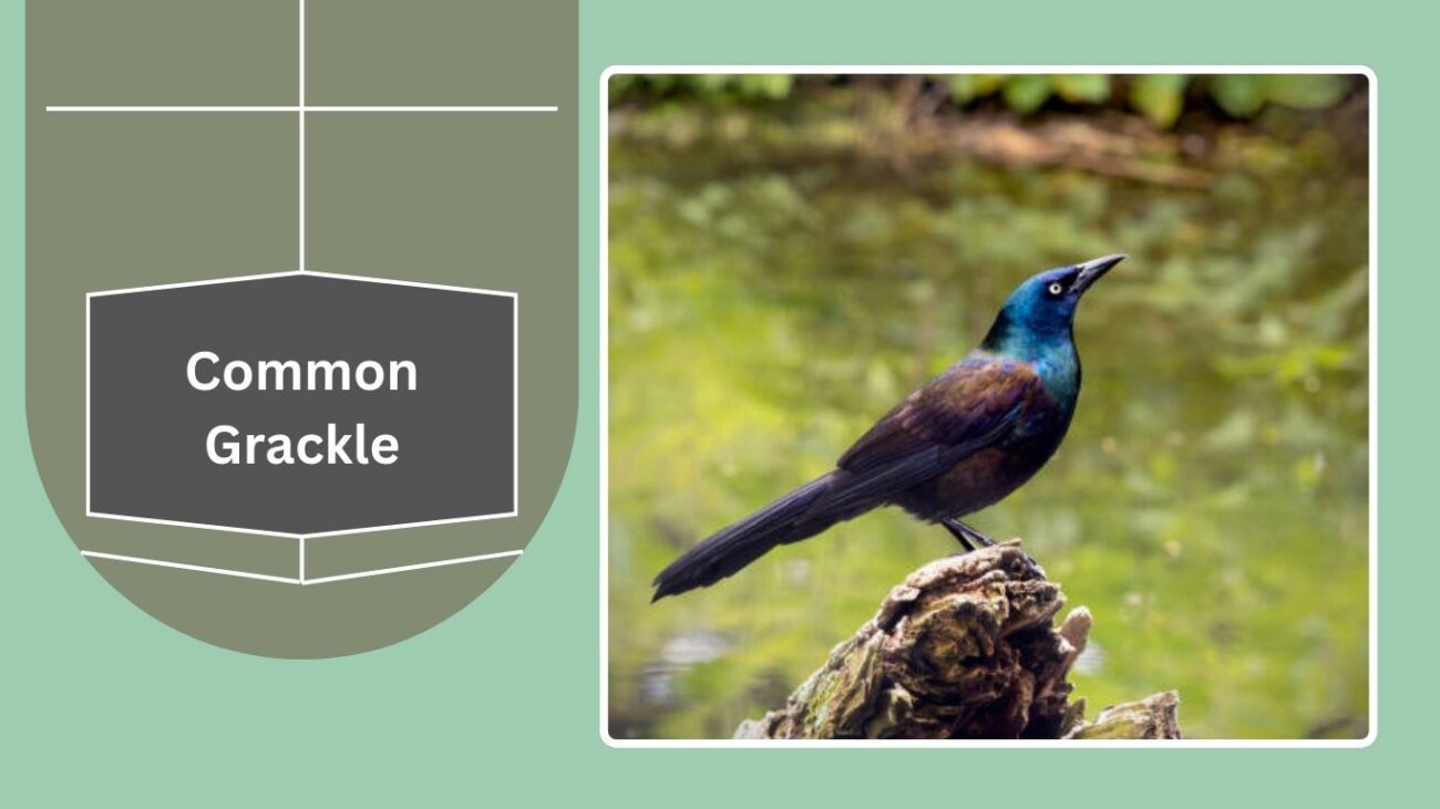 Common Grackle
